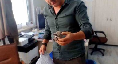 Yaralı kirpi tedavi altına alındı