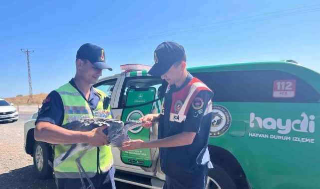 Yaralı leyleğe jandarma şefkati