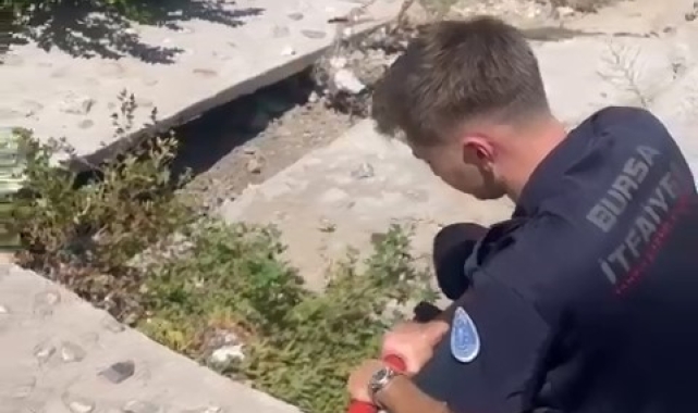 Yaralı martıyı iftaiye ekipleri kurtardı
