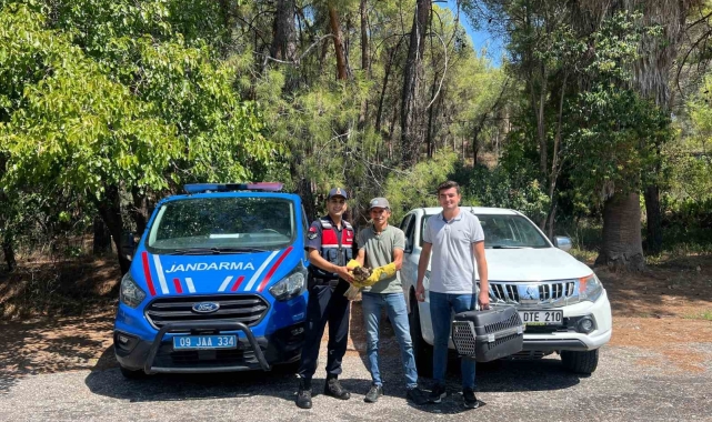 Yaralı şahin, jandarma ekiplerince kurtarıldı