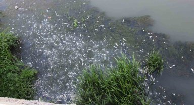 Yeşilırmak'ta toplu balık ölümleri