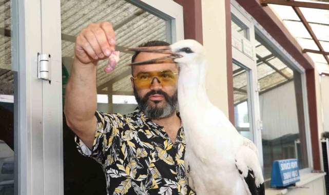 Yolda bulduğu leyleği her gün 1 kilo ciğerle besledi