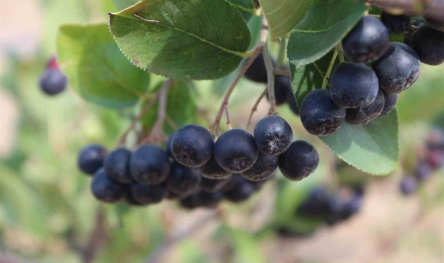 Yozgat'ta "süper meyve" aronyanın hasadı yapıldı