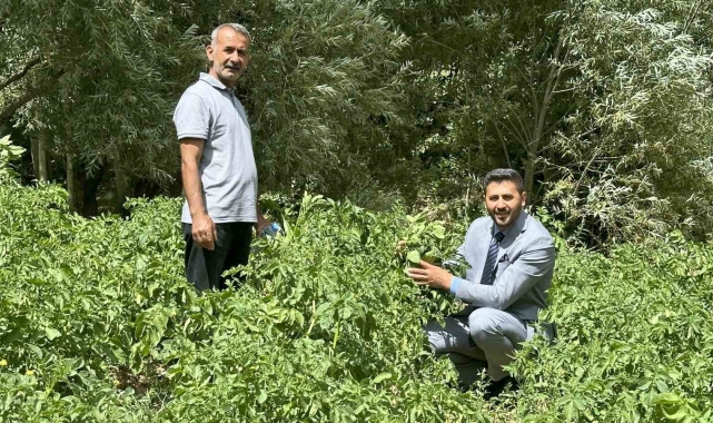 Yüksekova'da patateste iyi verim bekleniyor