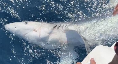 Yunanlılara kafa tutan Türk balıkçı, Gökçeada açıklarında 'mako' cinsi mavi köpek balığı buldu