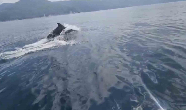 Yunus balıklarından vatandaşlara görsel şölen