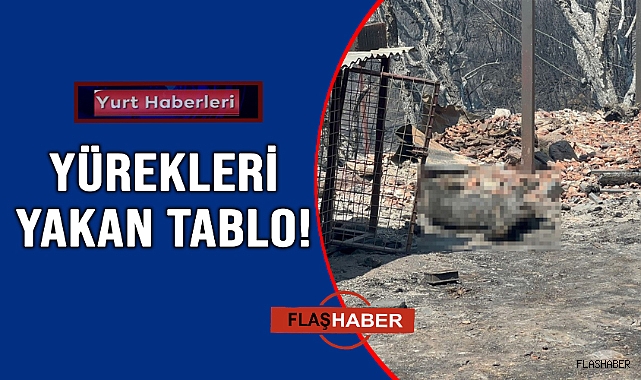 YÜZLERCESİ TELEF OLDU!