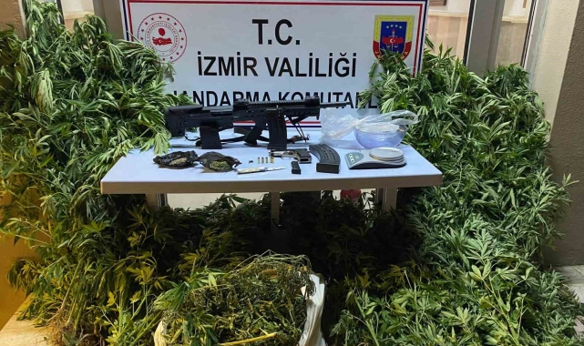 Zeytinlik alanını uyuşturucu tarlasına çeviren zanlı yakalandı