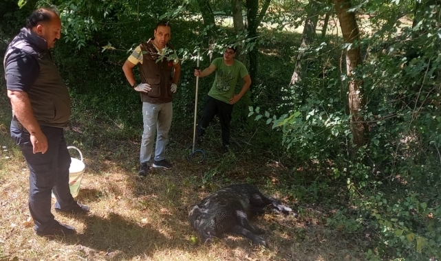Zonguldak'ta kuyuya düşen yaban domuzu kurtarıldı