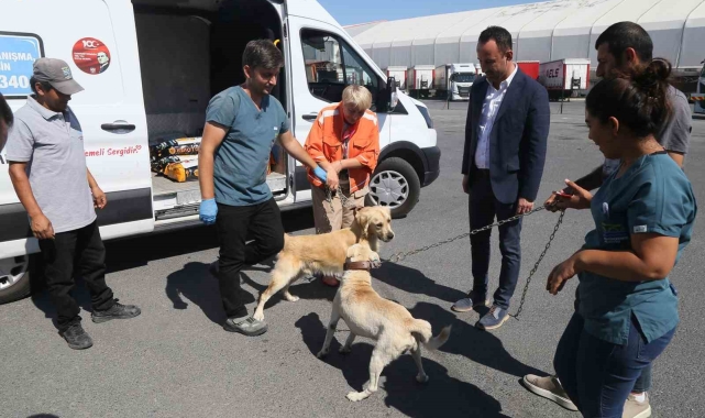 176 sokak köpeği bekçi köpeği oldu