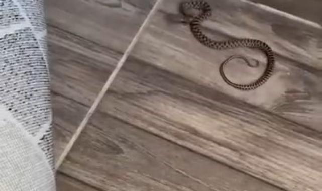 4'üncü kattaki evin balkonunda yılan görüldü