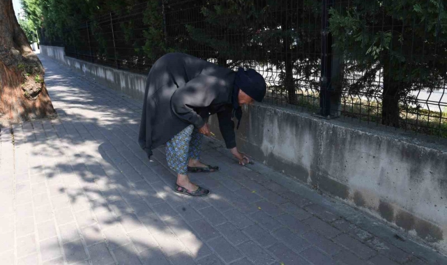 82 yaşındaki Nefise teyzeden örnek çevre hareketi