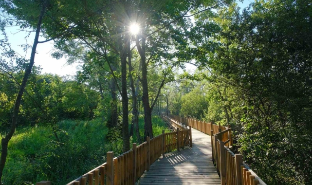Acarlar Longozu turizmin gözdesi oldu