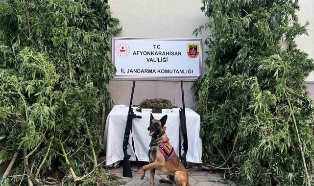 Afyonkarahisar'da esrar ve kenevir yakalandı
