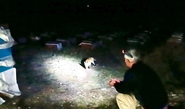 Ağrı'da arıcılık yapan emekli polis, her akşam yanına gelen tilkileri elleriyle besliyor