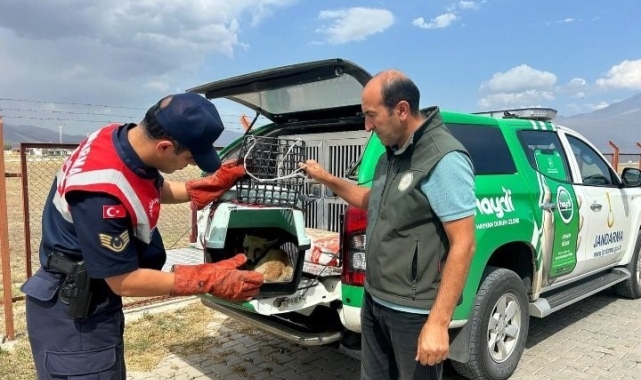 Ağrı'da bitkin düşen tilki, jandarmanın hassas müdahalesiyle kurtarıldı