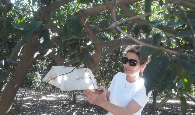 Akdeniz meyve sineğinde artış gözlemlenmedi