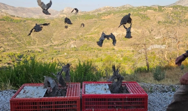 Akseki'de orman yangınına karşı doğa dostu adım: 920 keklik salımı gerçekleştirildi