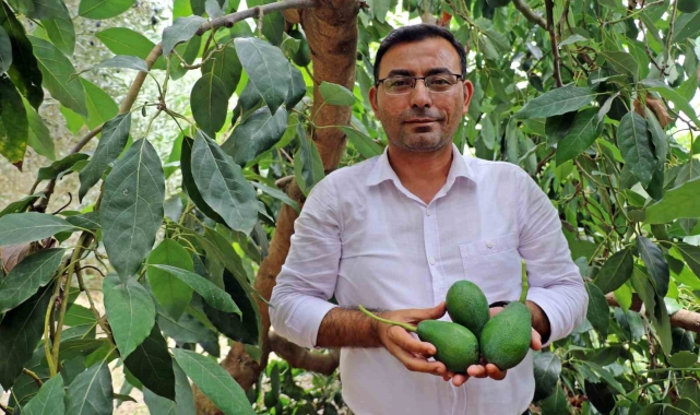 Alanya'da avokado hasadı başladı