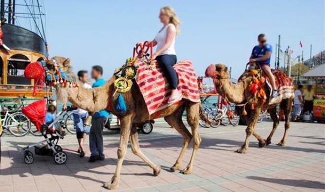Alanya'da devecilik faaliyetlerine son verildi