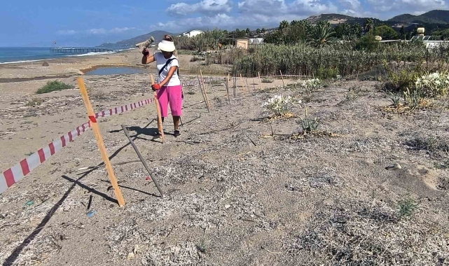 Alanya&#039;da koparılması 387 bin TL ceza olan kum zambakları koruma altına alındı