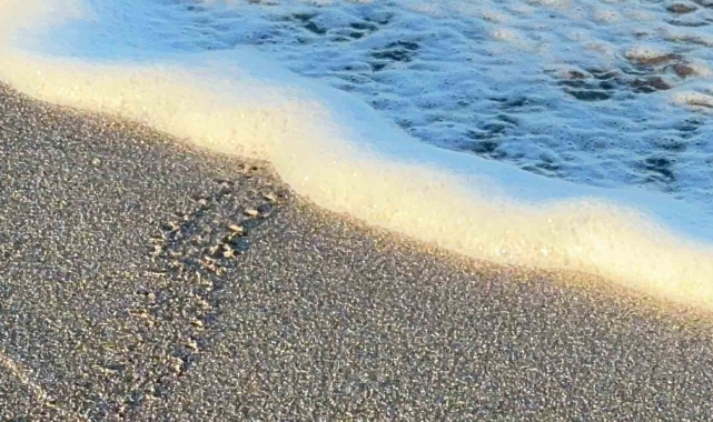 Alanya'da yavru caretta carettalar mavi sularla buluşmaya devam ediyor