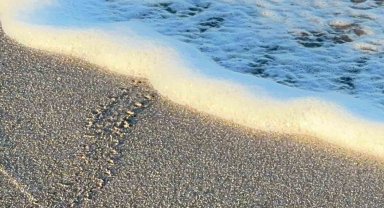 Alanya'da yavru caretta carettalar mavi sularla buluşmaya devam ediyor