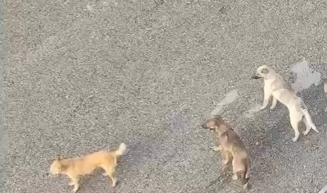 Ankara Mamak'ta vatandaşlar sahipsiz köpeklerin çokluğundan tedirgin