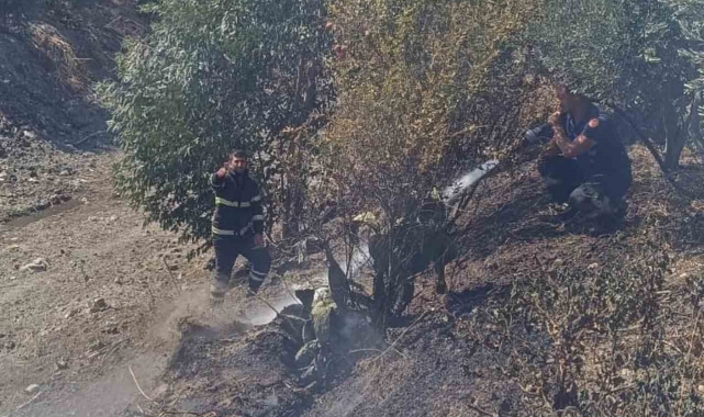 Antakya'da zeytinlik yangını