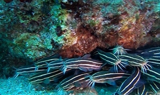 Antalya Körfezi'nde ilk kez görüntülendi: Zehirli çizgili kedi balığı