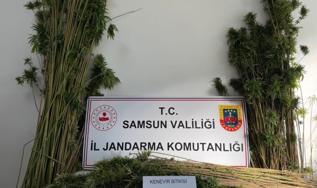 Arazide 957 kök kenevir bitkisi ele geçirildi
