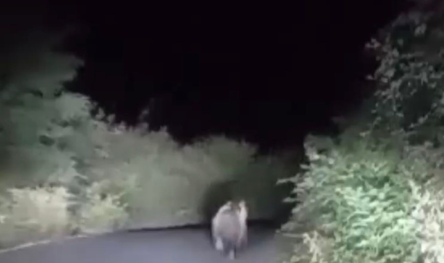 Asfalt yola inen bozayıyı, "Aslanım benim tay gibi" diyerek kaydetti
