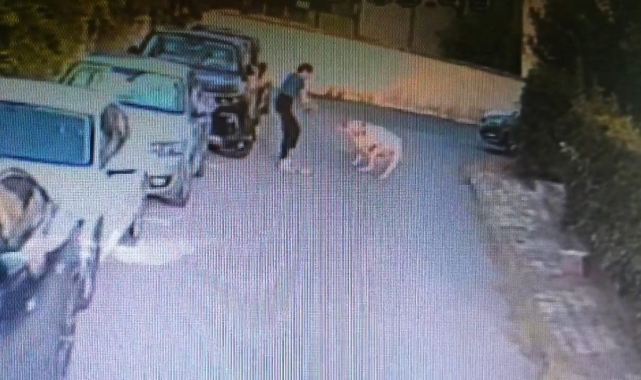 Ataşehir'de kangal köpeği başka bir köpeği parçaladı, olayı gören sahibi kalp krizi geçirdi