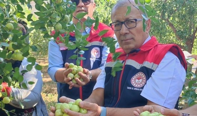 Aydın&#039;da hünnap hasadı başladı