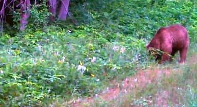 Ayıların doğal yaşamı fotokapanlarla izleniyor