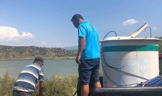 Azap Gölü'ne 250 bin yavru sazan balığı bırakıldı