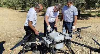 Balıkesir'de zeytin sineğiyle mücadelede sürüyor