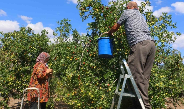 Başkent'in yanı başında yetişen hünnabın hasadı başladı