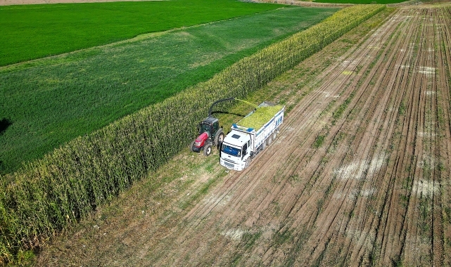 Bayburt'ta 5 bin dekar alanda üretimi yapılan silajlık mısırın hasadına başlandı