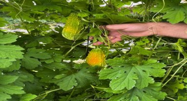 Bayburt'ta haylan kabağı hasadı tamamlandı