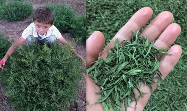 Bayburt Tarhunu coğrafi işaret tescili aldı