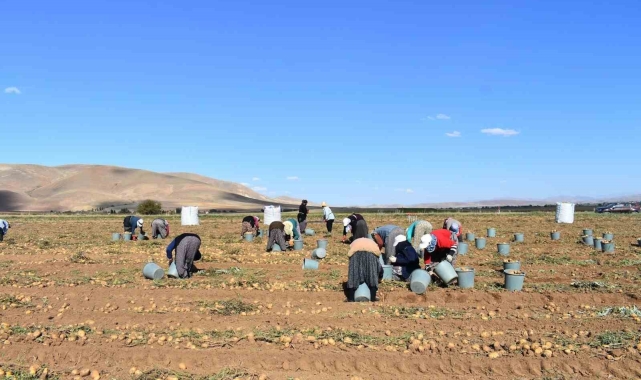Bayburt'ta patates hasadına başlandı