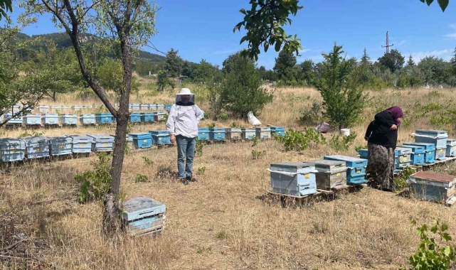 Beyşehir'de arılı kovan sayımları sürüyor