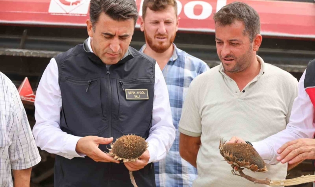 Bilecik'te bu yıl ayçiçeği rekoltesinde artış yaşandı