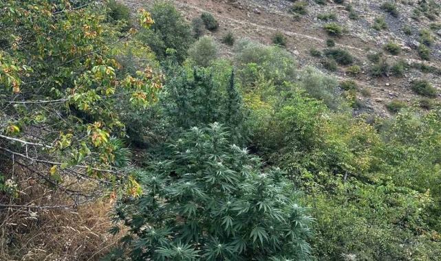 Bingöl'de 274 kök kenevir bitkisi ele geçirildi