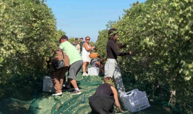 Bozcaada'da zeytin hasat yarışması renkli görüntülere sahne oldu