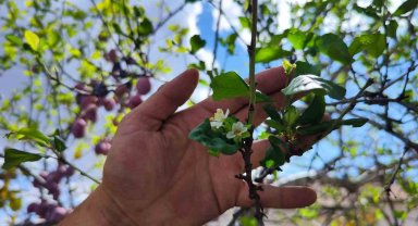 Bu ağaç kafaları karıştırdı, Ağustos'ta yaprak döktü, Eylül'de çiçek açtı