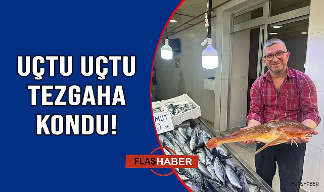 Bu Balık Uçuyor!