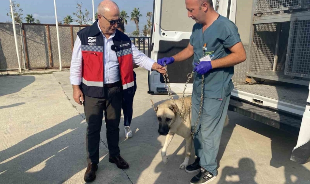 Büyükçekmece'de her işyerine köpek