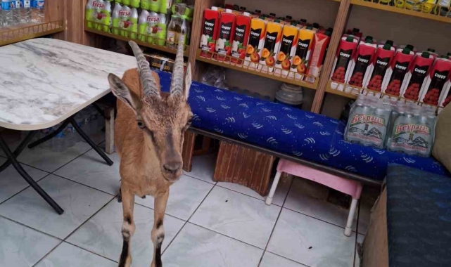 Çarşı merkezine kadar inen koruma altındaki yaban keçisi tekel bayisine girdi